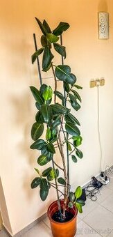 Figovník kaučukový (Ficus elastica)