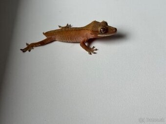 Ciliatus red samička