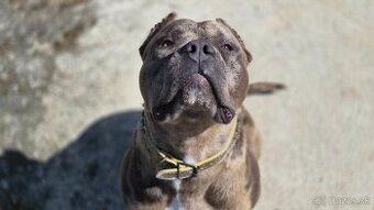 American Bully XXL /HAIBACH'S/