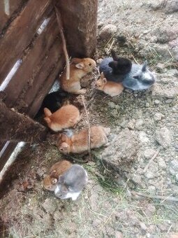 Predám zakrslych zajačikov