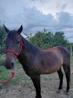 Na predaj valach 10r