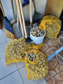 Sadeničky zemiaky Bohemia