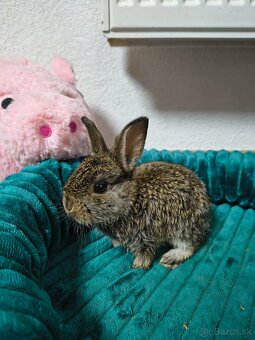 Malé klbká na adopciu