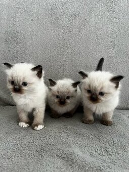 Ragdoll mačiatka