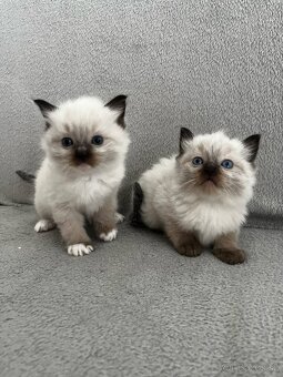Ragdoll mačiatka