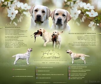 Labradorský retriever - štěniatka s PP