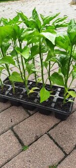 Priesady,planty,sadenice