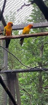 Aratinga