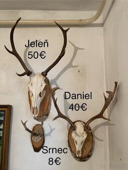 Trofeje na podložkách, parohy, parožie