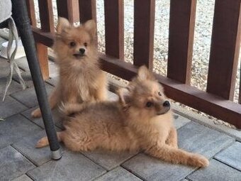Pomeranian spic