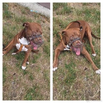 Americký pitbull- Red nose