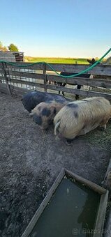 Predám Kune kune