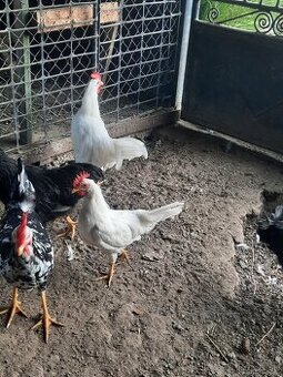 Leghorn