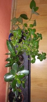 Mix izbových rastlín