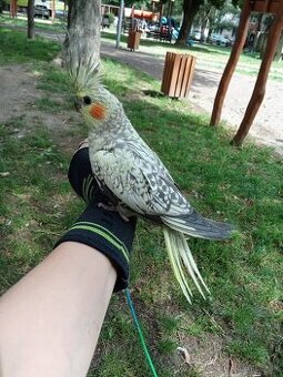 Ručne dokrmena Perlová korela 2025