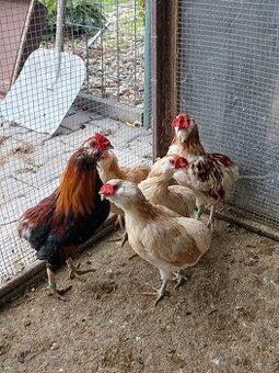 Araukana zdrobnělá pšeničná a žíhaná