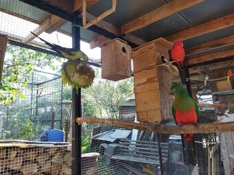 Papagáj královský