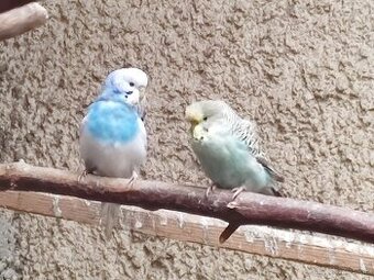 Predám andulky rôzne farby cena za kus5€