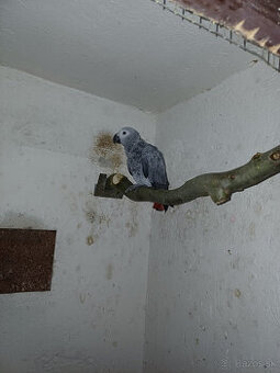 Predám samičku Žako kongo