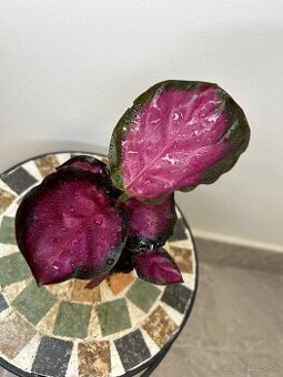 Calathea roseopicta ‘Rosy’ - 1