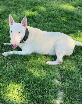 Bullterrier