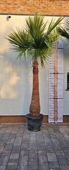 Palma 5 Washingtonia Robusta