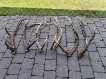 Trofej parozie parohy jeleň