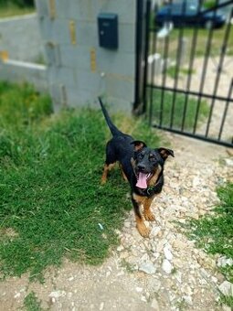 Nemecky ovciak krizenec Rotvailer