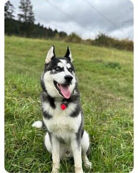Darujem Sibírsky Husky