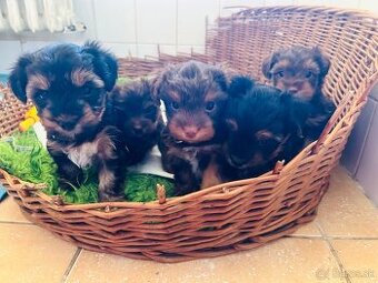 Yorkshire Terrier