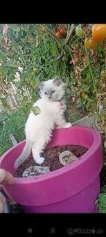 ragdoll mačiatka