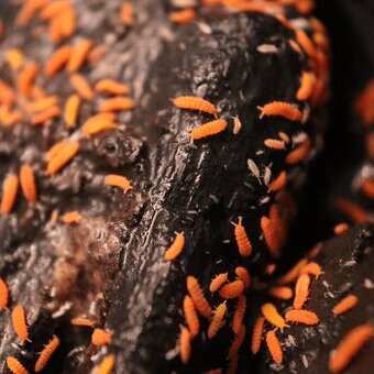 bilobella braunerae - červené chvostoskoky - 1