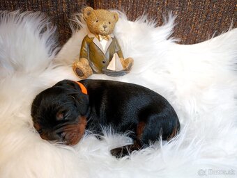 Gordon seter šteniatka s PP na predaj