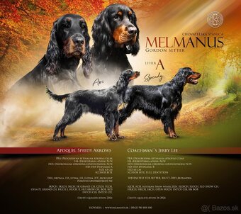 Gordon seter šteniatka s PP na predaj