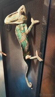 Chameleon jemensky – par