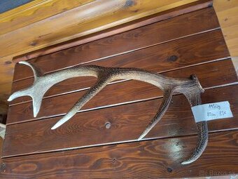 Predám jelenie parohy