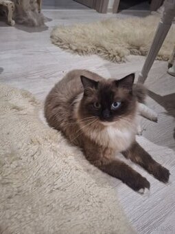 Ragdoll - 1