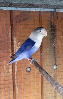 Agapornis fischery