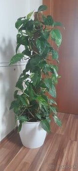 Potosovec 95 cm