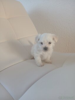 Mini Maltezak