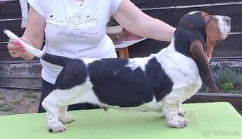 Basset Hound