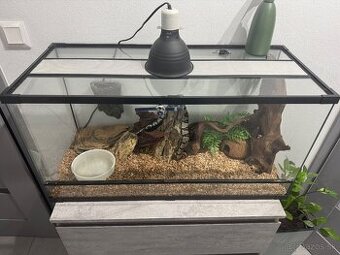 Koralovka mexicka + terarium a vybavenie