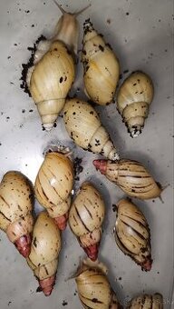 Lissachatina iredalei zanzibar africké slimaky