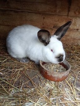 Predám kalifornské králiky