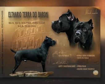 Pes na krytie Cane Corso 3 ročný