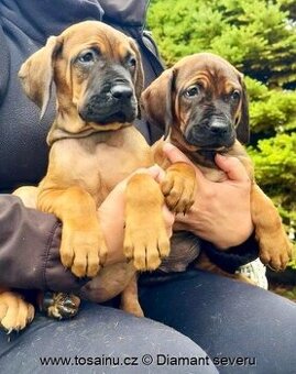 Tosa inu - krásná štěňátka s PP