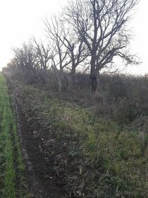 Čerešňové a orechové drevo na kúrenie a údenie