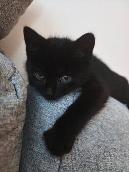 Darujem čierne mačiatko do dobrých rúk