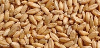 Pšenica - Šamorín