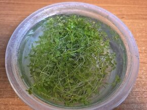 NEDOSTUPNA - Akvarijni rostlina Micranthemum Monte Carlo